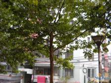 六里桥·莲宝路10号院·2室·1厅
