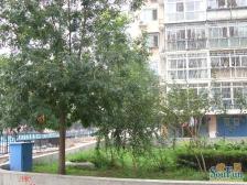北京市密云区一街商业街环岛长安小区