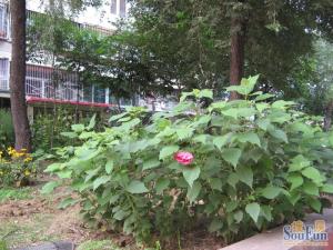 阜成路北三街7号院3室1厅东南