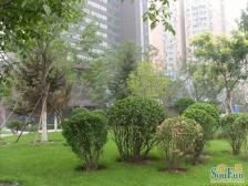 万科金阳1室0厅南