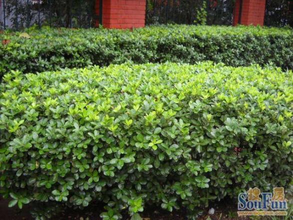 平安里小区实景图