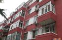 东架松实景图