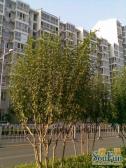 中景濠庭满五唯一精装高层视野开管理好商品房