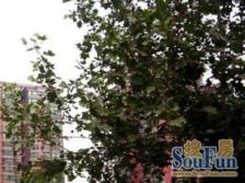急售,二环地铁口,芳林苑两居双卫,东向正对城市公园,满五唯一