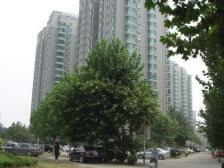 鲁能康桥 1室1厅 西南