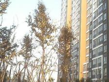 鑫苑国际城市花园 2室1厅 南 北