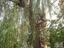 东直门·后永康胡同·2室·1厅