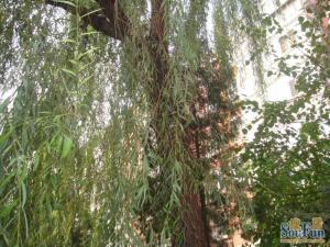 东直门·后永康胡同·2室·1厅