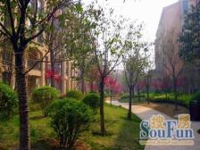 思念果岭悦庄 1室1厅 南