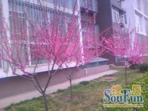 太平桥·首科花园·4室·2厅