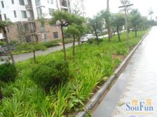 西海岸路100号 6室1厅 南 北