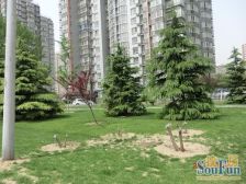 西现代城精装高楼层南向一居满五唯一