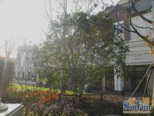 红角洲双拼别墅 高品质住宅有天有地有花园