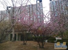 富力城C区一层带空地,全南三居室满五唯一