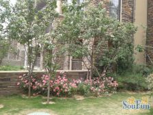 联盟七期 带40平露.台 精装4房 另有地下车位