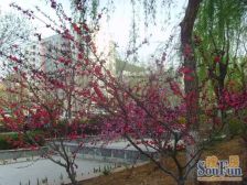 诚心出售精装小高层,三室好房,品质小区,紧靠公园