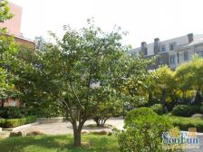 万科城花 多层洋房 四室 通厅户型 三个南卧室一北卧