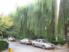 芍药居北里2005年采光好满五唯一看房方便
