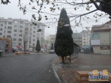 金东小区多层1楼带小棚8平3居室