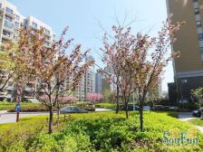 生辉新上两室朝阳跃层近轻轨近市场