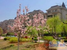 空中别墅,两个lutai,200万装修,拎包入住实500多平