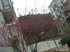 叠彩桃源封闭小区,南北向五明户型,诚心出售欢迎看房