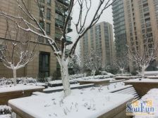 海尔绿城全运村百合园 3室2厅 东 南