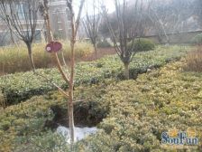 中海紫御东郡 8室4厅 南 北