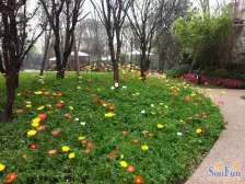 龙湖跃层带地下室带花园的洋房来了。。。