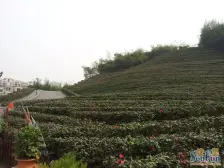 纯洋房小区临轻轨户型方正环境优美适合居家业主诚心卖