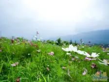 紫云台联排别墅 端户大花园 住家安静 小区环境好