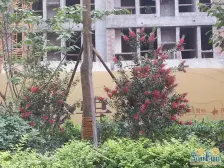 沙正街 郁金香单配 带家电 总价低