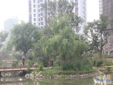 枫蓝国际 两室明厅 东南向 精装修