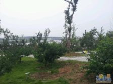 丰金紫金山庄和园,南北通透,好楼层,随时能看