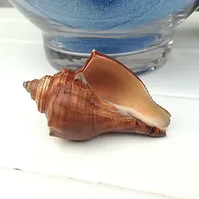 海贝海 7-8cm天然咖啡角香螺 贝壳海螺 摄影道具 海洋家居装饰
