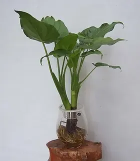 水培植物 水培滴水观音 滴水观音盆栽 可水培滴水观音