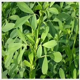 适合北方种紫花苜蓿草 耐寒四级紫花苜蓿 牧羊草 紫花苜蓿