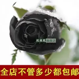 玖枝苑 家居盆栽 玫瑰花苗-黑玫瑰花苗-玫瑰花-黑美人玫瑰苗