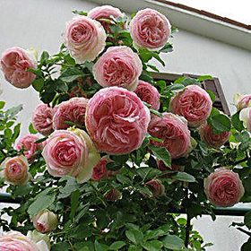 【龍沙寶石】多花薔薇花苗爬藤攀援 藤本月季玫瑰苗 地栽盆栽植物