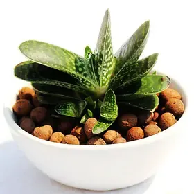 趣植园艺多肉植物元宝花招财进宝防辐射桌面盆栽车载净化空气