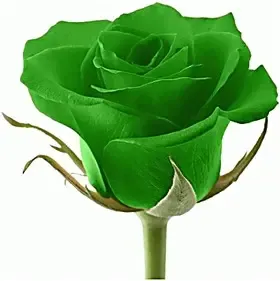 花卉绿植物室内外盆栽景绿色玫瑰花苗绿玫瑰包成活当年开花