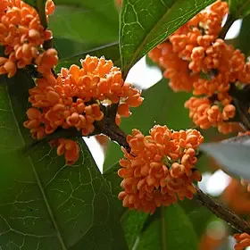 销售桂花树苗-红花丹桂罕见品种-血桂-盆栽/地栽嫁接扦插苗开花苗